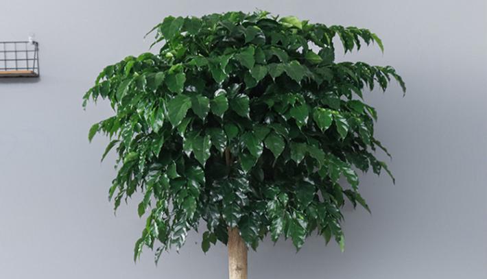 幸福树多久从小苗养成老桩,幸福树怎么从幼苗养到大