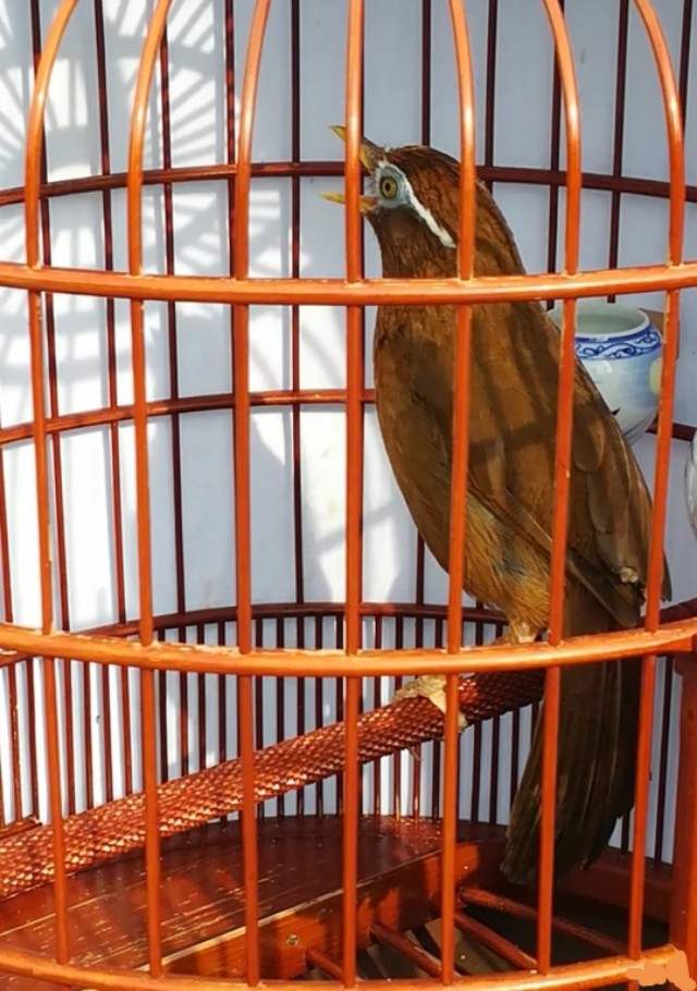 黄鸟新鸟怎样选,新鸟怎么样挑出好黄鸟