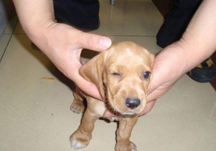 古代人没有狂犬疫苗怎么治,古人没有疫苗怎么预防狂犬病