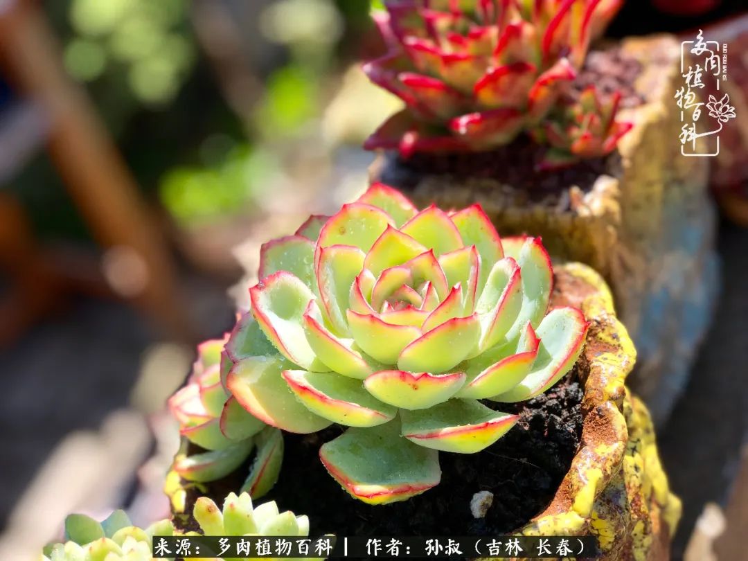 与多肉一起成长,与多肉相伴