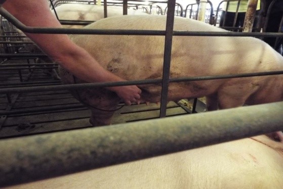 怎么判断母猪可以授精,母猪人工授精怀孕技术