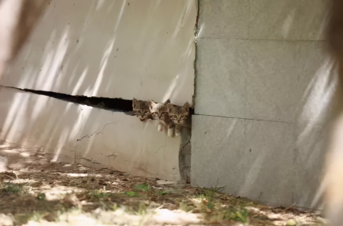 一到毕业季,我们大学的校猫就疯了哈哈哈