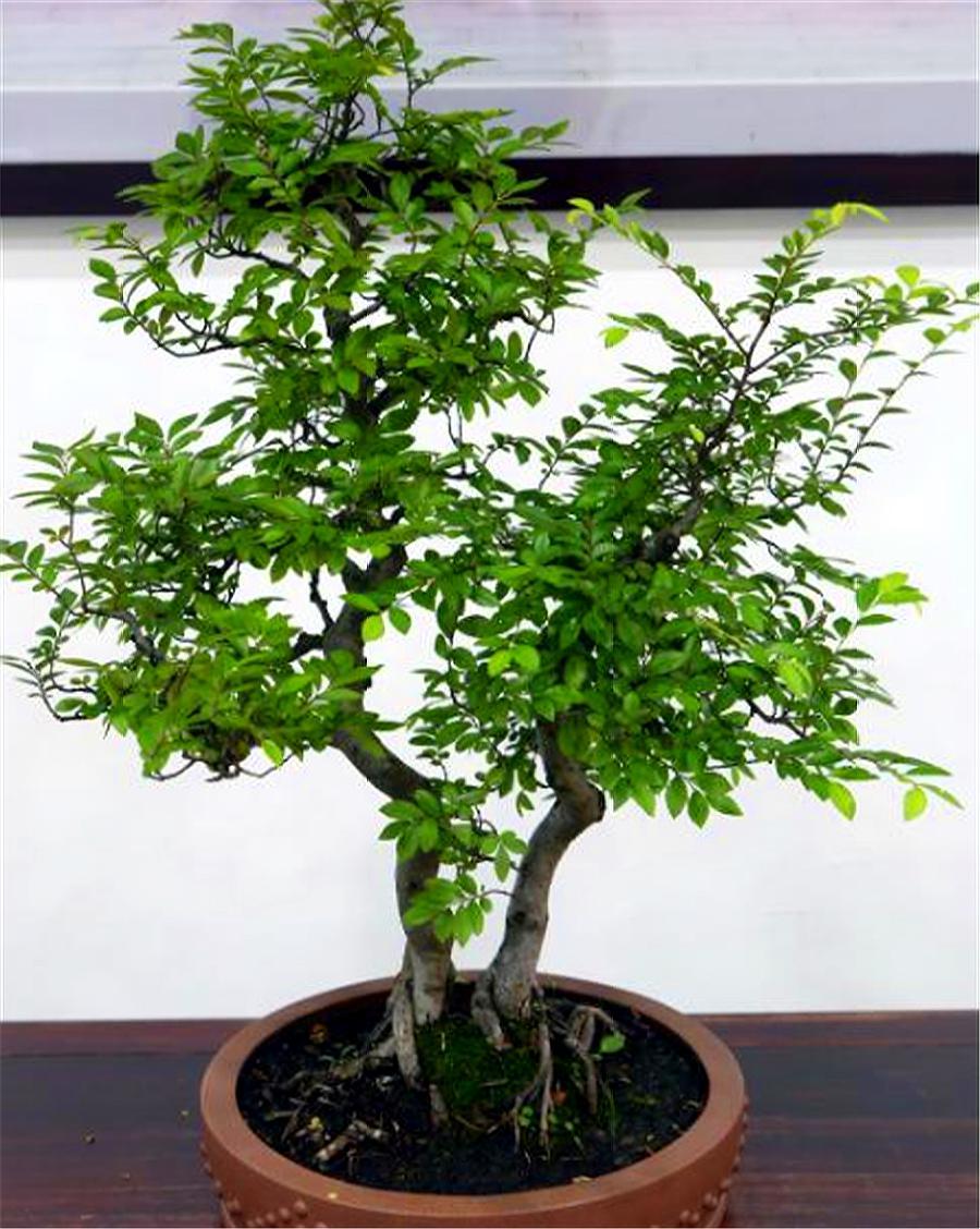 皱皮黄杨烂根了还有补救方法吗,黄杨盆景失枝的原因是什么