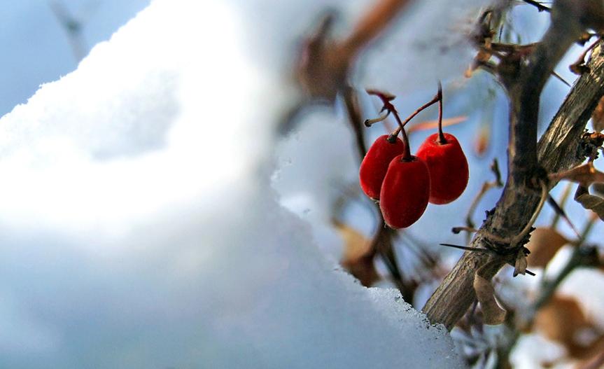 初冬最美诗词赏析,描写初冬的诗词大全