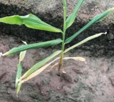 大姜病虫害都用什么药,潍坊大姜病虫害的防治