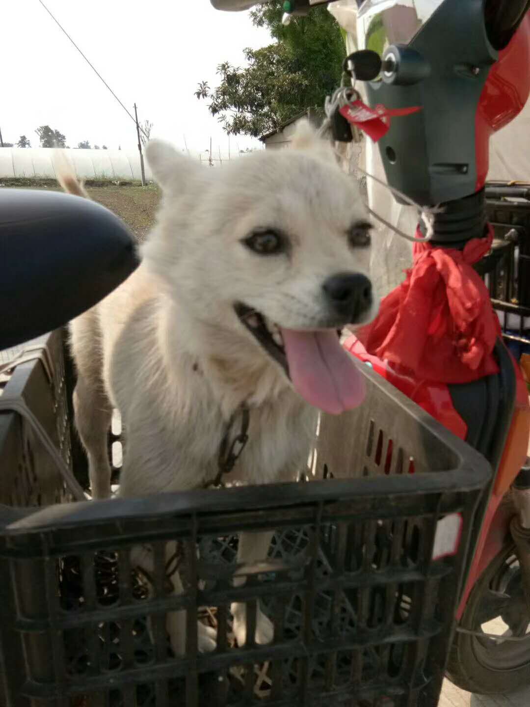 魂牵梦萦思母亲，小狗果果是母亲派来陪伴我的吗？