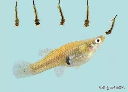 食蚊鱼的入侵视频,消灭入侵物种食蚊鱼