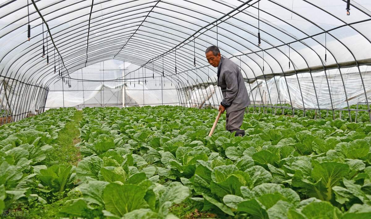 闲置房屋种植蔬菜怎么赚钱,种植蔬菜赚钱