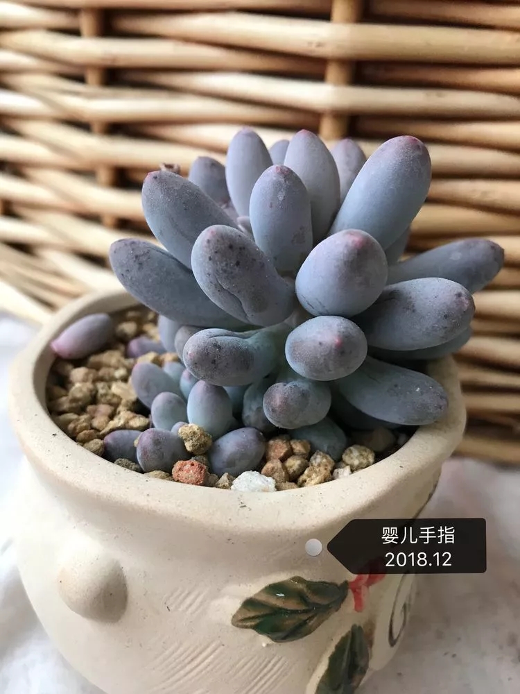 多肉名字怎么记,多肉的品种图片及名字寓意