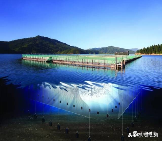 引入活青口贝、鲜帝王鲑,新西兰海产出口商的新生力量!