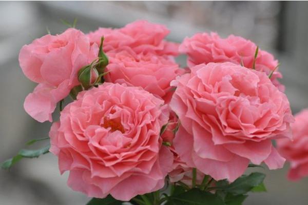 99棵月季,最值得入手的玫瑰月季
