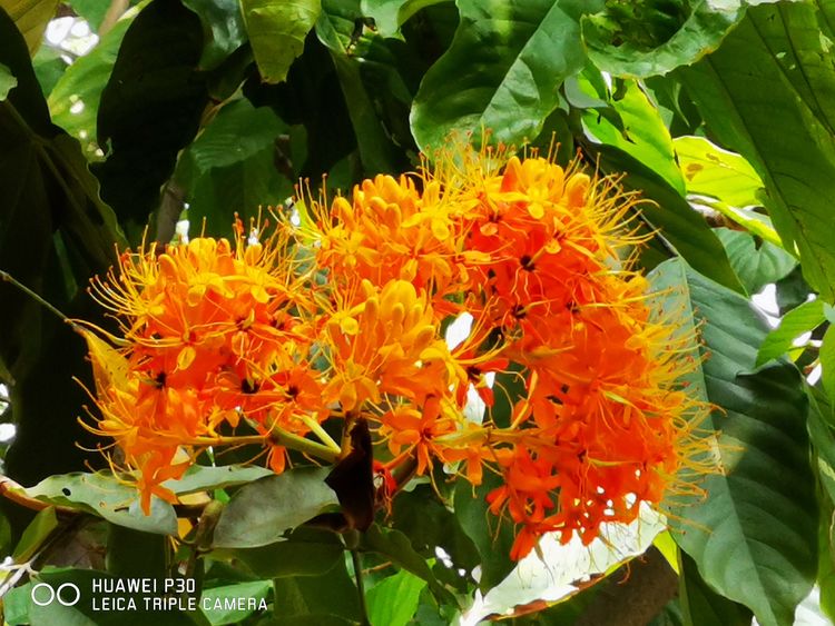 中国无忧花图片,中国无忧花树