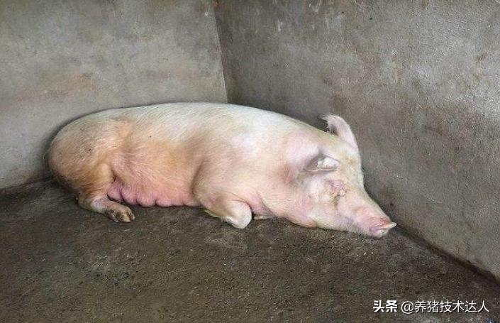 母猪产前产后不吃食怎么回事,怀孕母猪体温39.5度不吃料怎么办