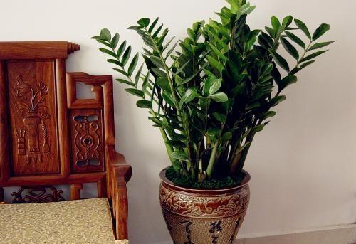 养金钱树小窍门,养金钱树用营养土行吗