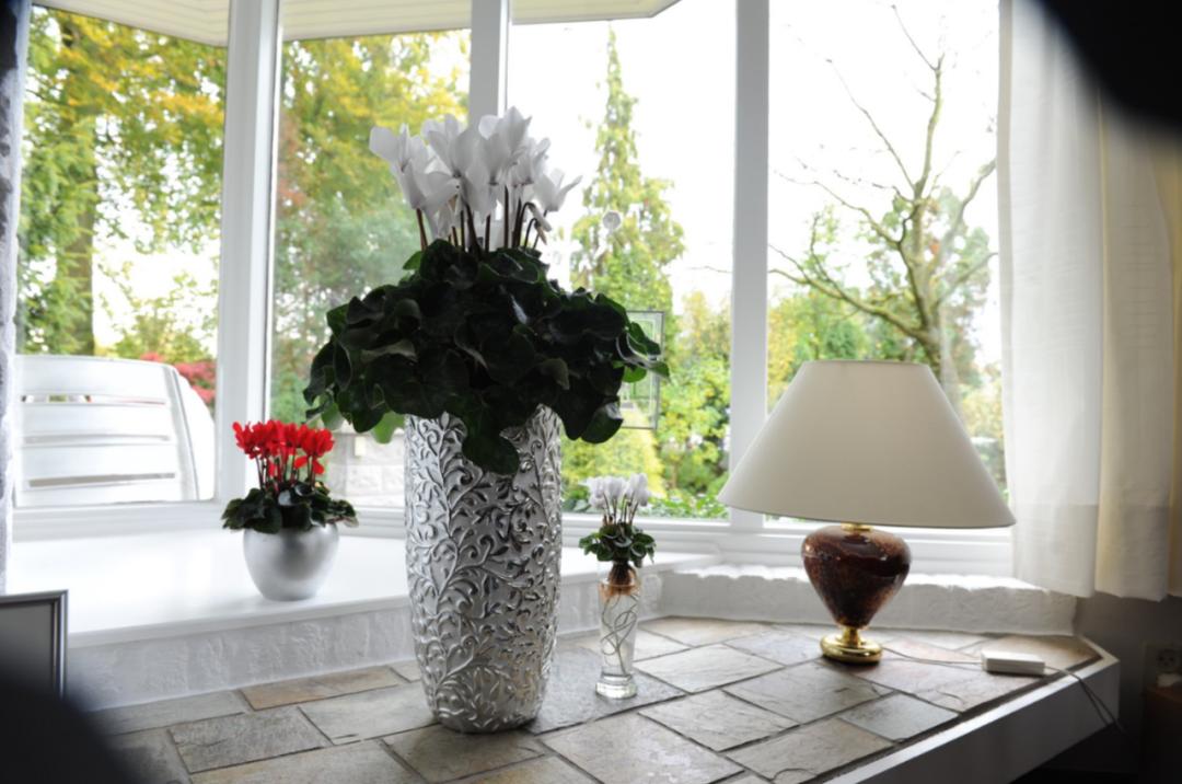 如果放在动物界，这种花就是猛犸象般的神奇存在