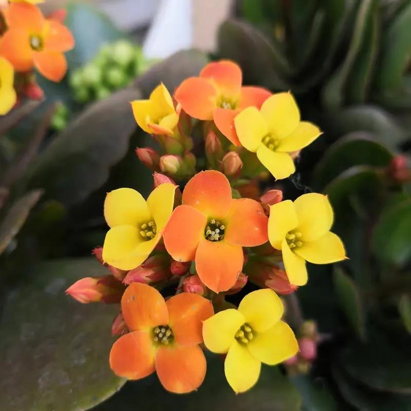 长寿花单瓣品种大全,长寿花100种颜色图片