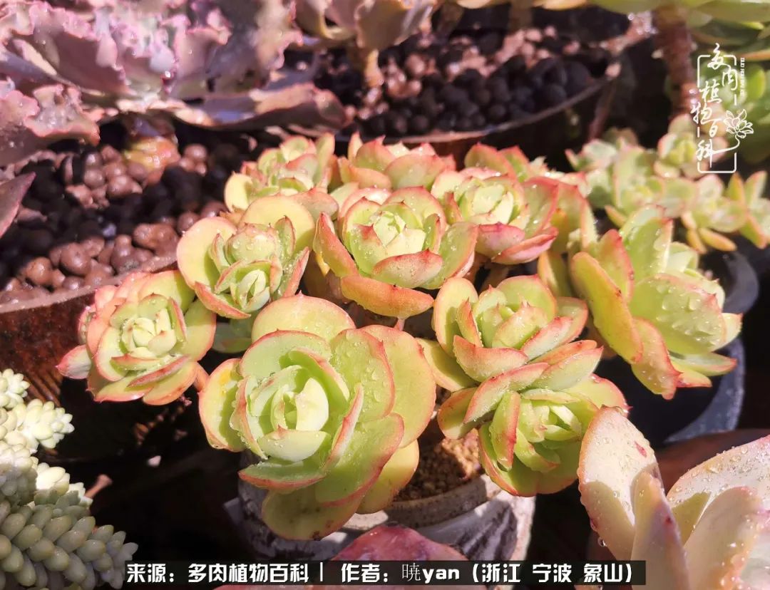 多肉初级入坑者,入坑多肉