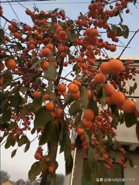 《赞竹》,散文秦兴/文