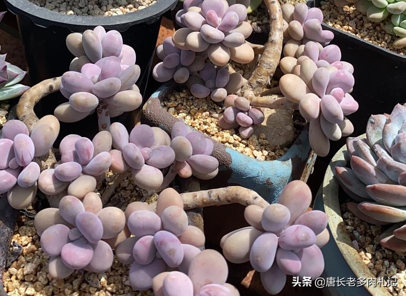 多肉桃蛋蔫了怎么办,多肉桃蛋为啥蔫了