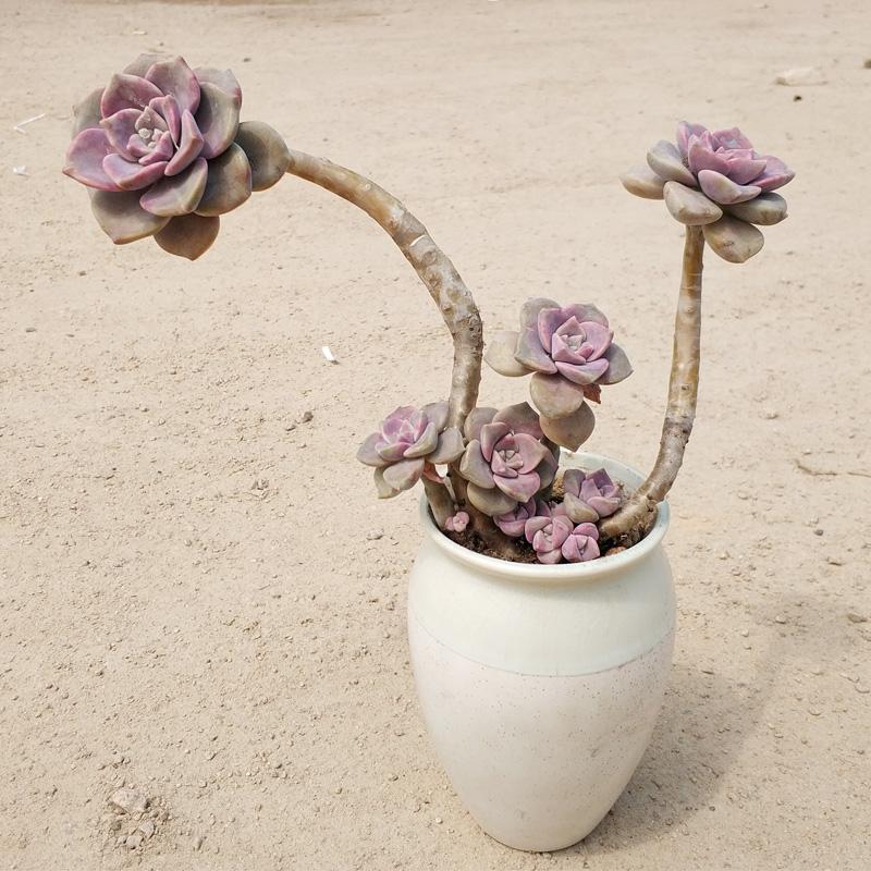 多肉紫乐徒长的怎么处理,紫乐老桩多肉不上色徒长了怎么办