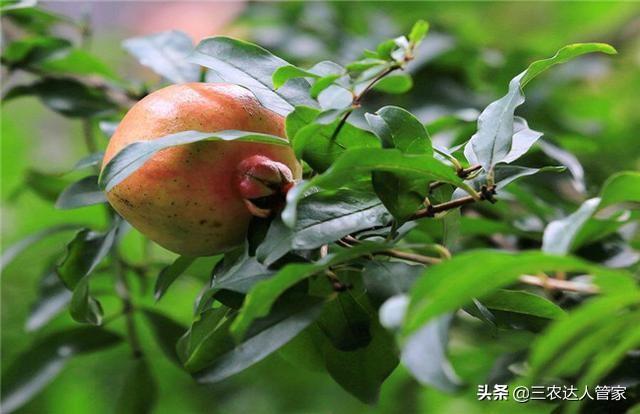 危害石榴的害虫,石榴景观树害虫有哪些