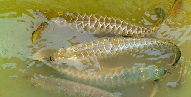 给龙鱼喂活虾时要注意什么,给龙鱼喂食用什么消毒