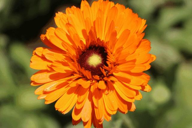 用什么洗发才能变得乌黑闪亮,用什么洗发水能让头发浓密乌黑