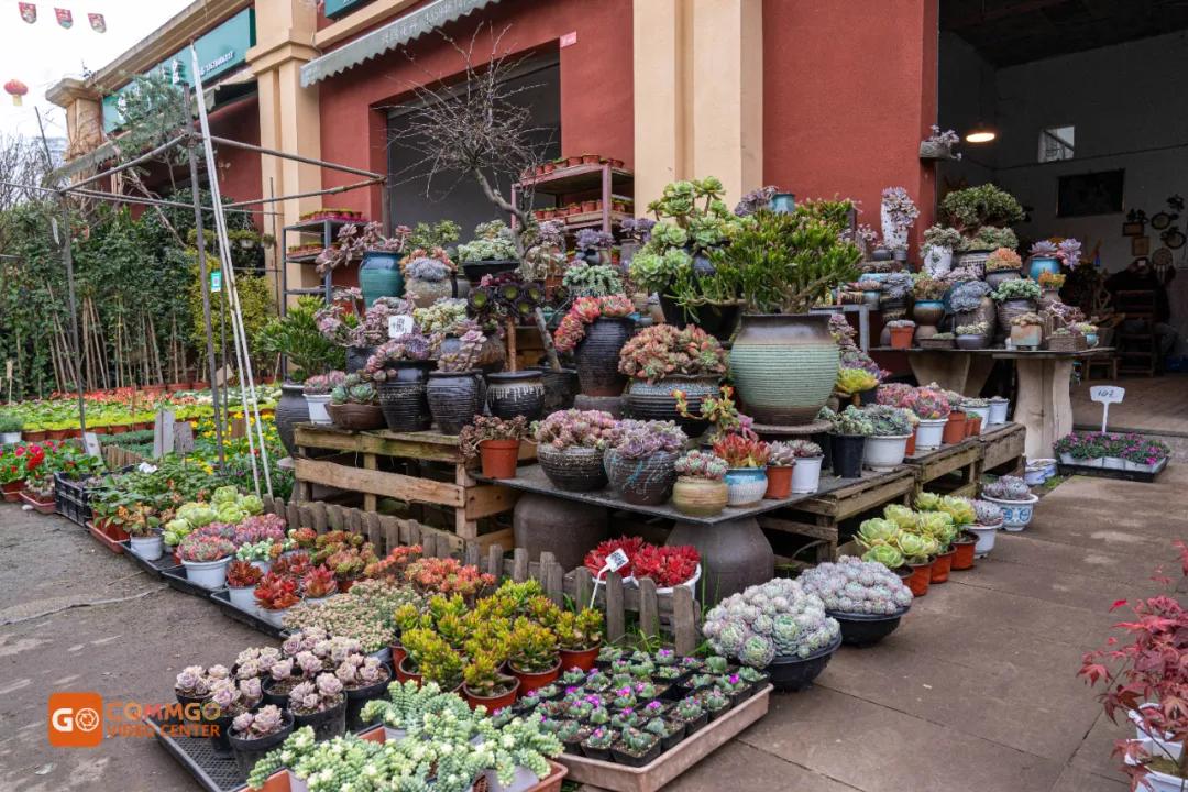 重庆花市排名前十名,重庆花市哪里最便宜