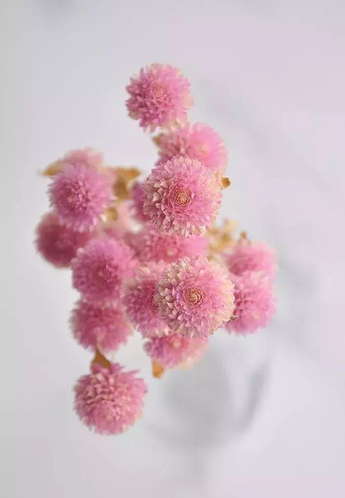 8种能做干花的鲜花，男朋友送的花就这么做