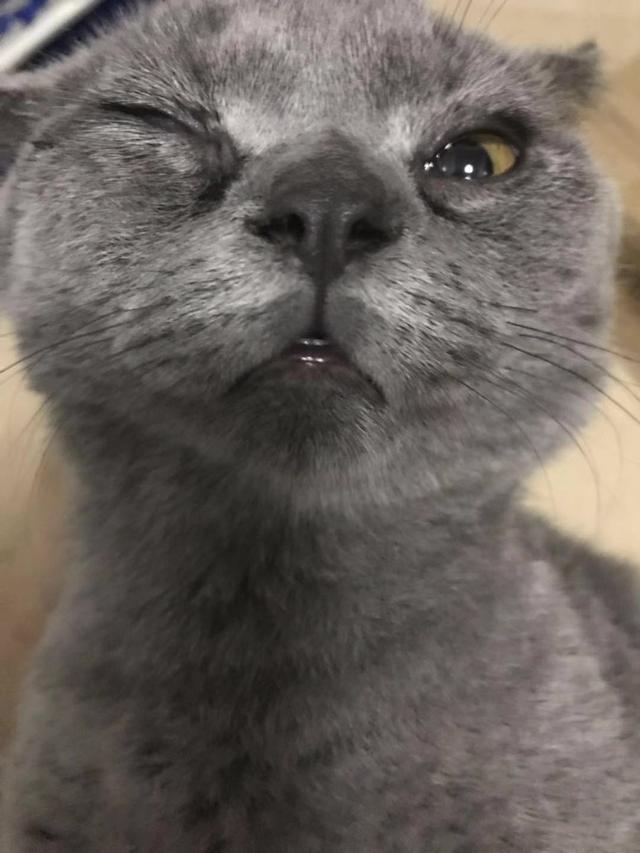 猫鼻支打喷嚏用什么药,猫咪喷嚏浓鼻涕怎么治疗