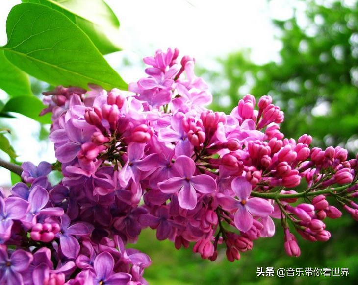 中国各城市市花图片简介,各个城市的市花有哪些