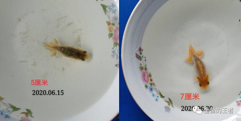 养功考试1个月,20条鱼的前后成长对比,变化太惊艳了