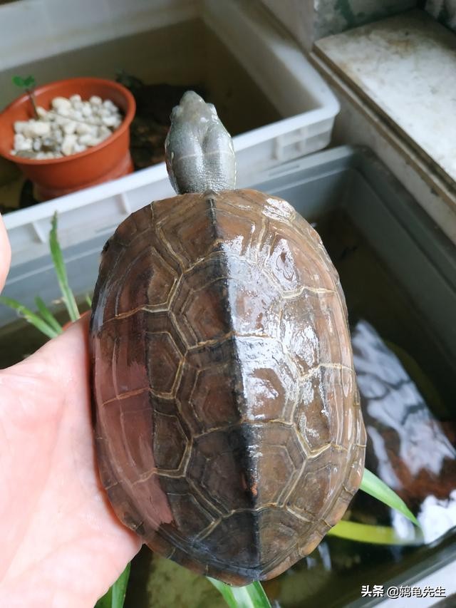 巴西龟有白眼病用什么药水,巴西龟白眼病什么时候好