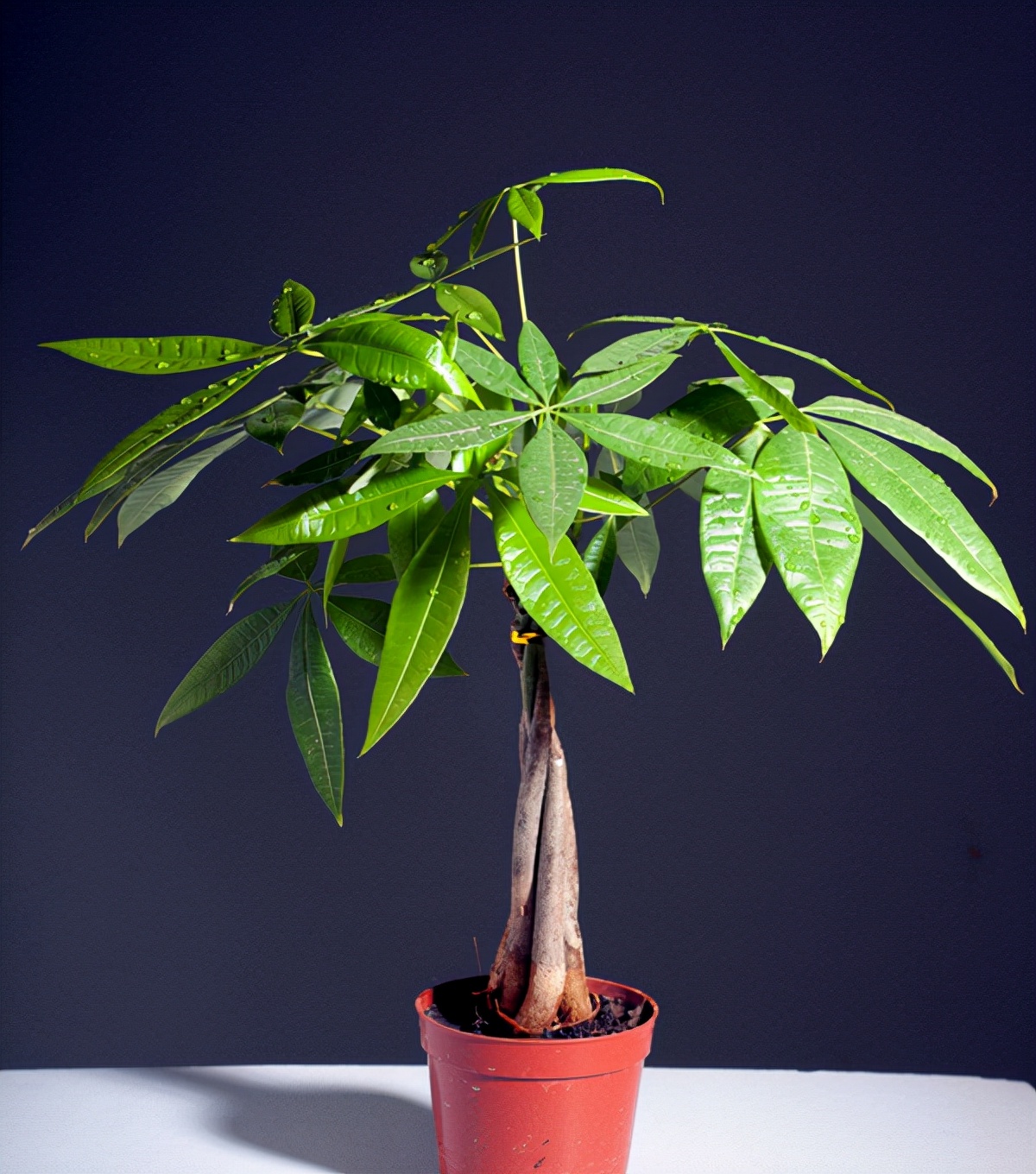 如何区分发财树和招财树，油苁蓉与肉苁蓉一样吗？