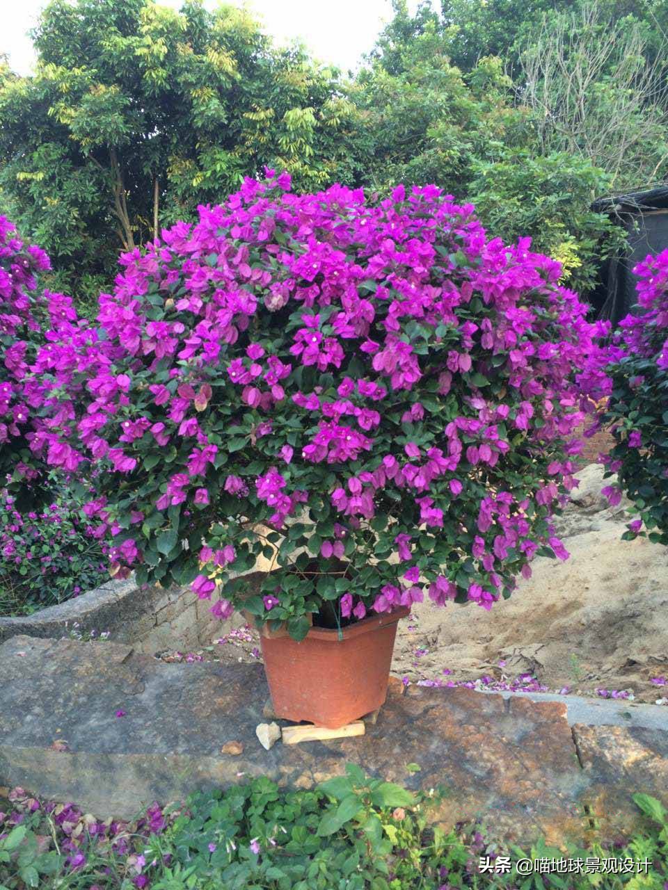 灌木球类植物,灌木植物种类及图片