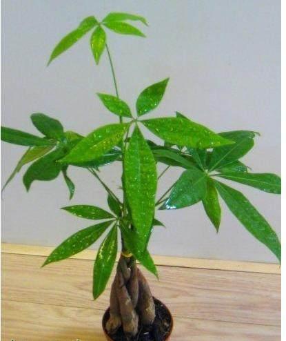 发财树的叶片能不能扦插盆栽,绿萝发财树怎么养才能更旺盛