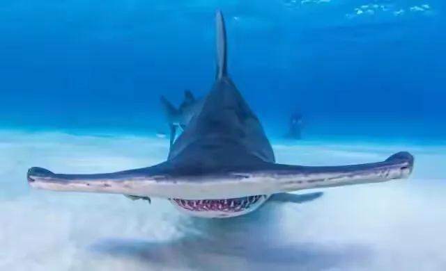 那些因为人类猎杀而灭绝的动物,因人类捕杀而灭绝的动物