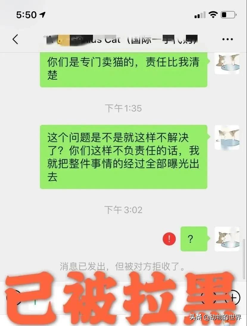 在网上买400多的缅因可以吗,一万多买的缅因猫死了