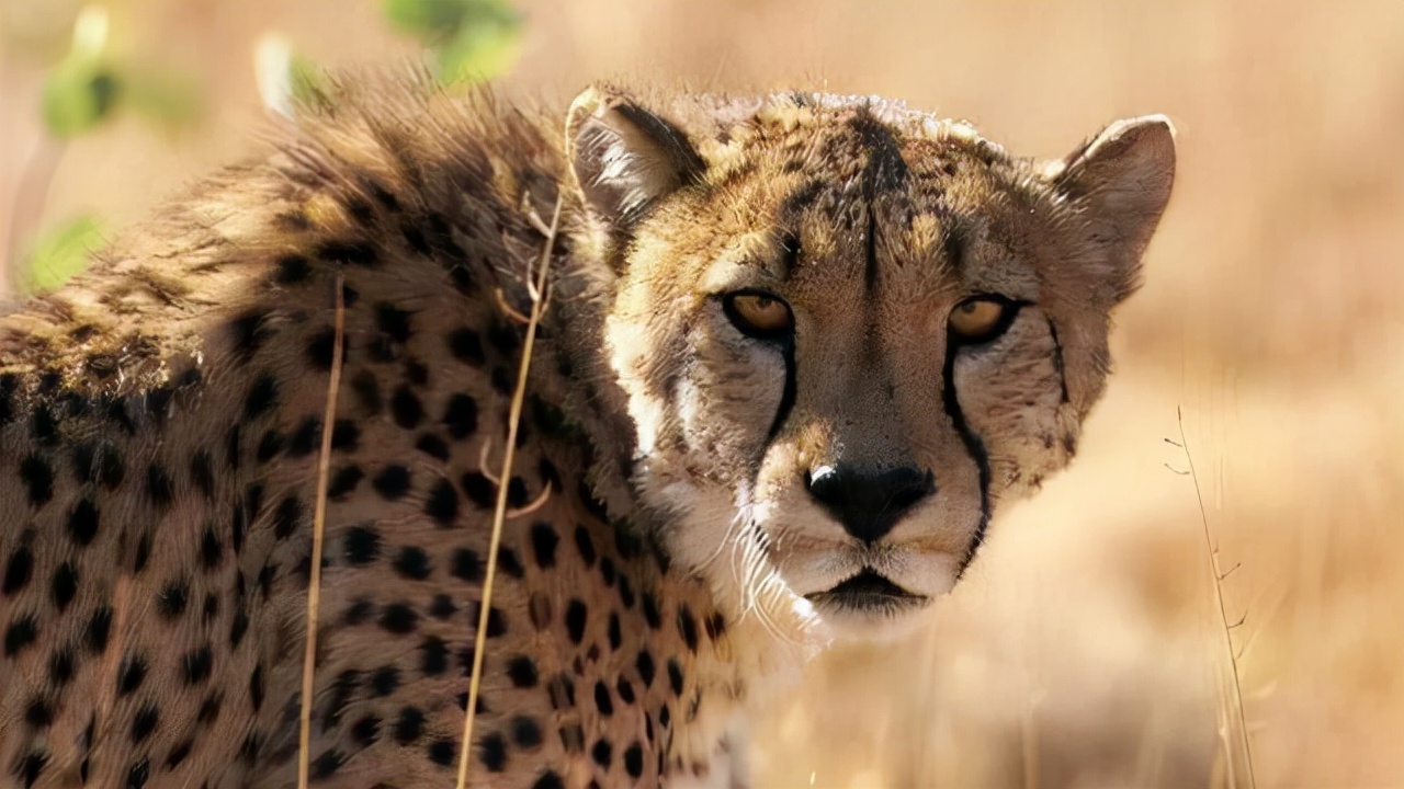 假如人类从地球上消失100年,如果人类突然消失地球会发生什么