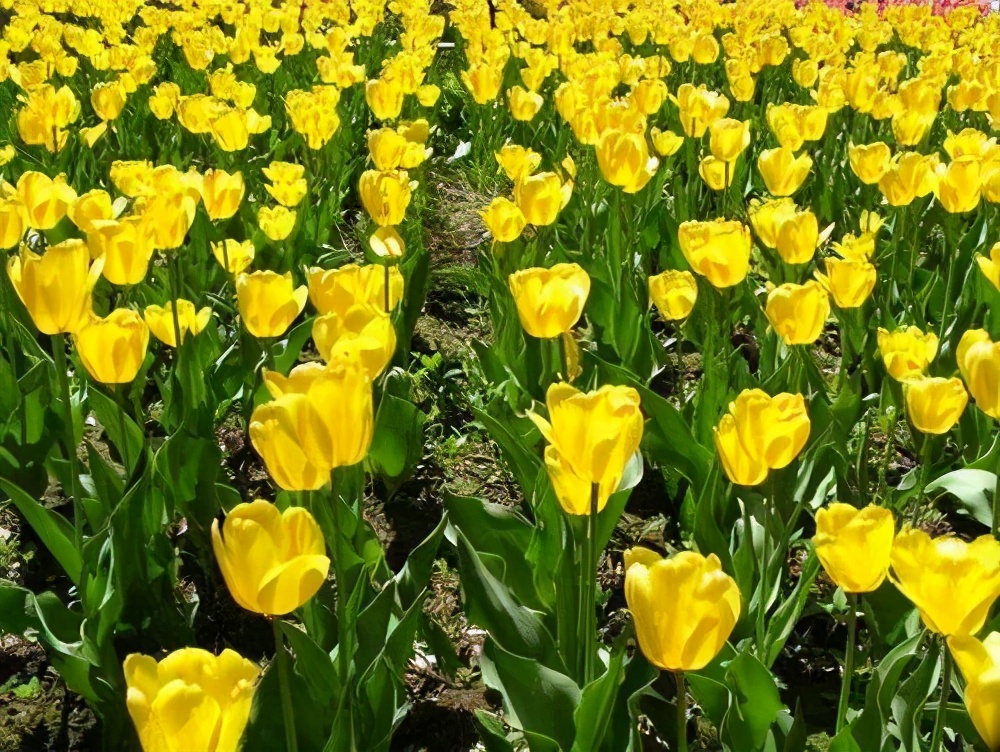 五家渠郁金香节旅游,五家渠郁金香节五一门票价是多少