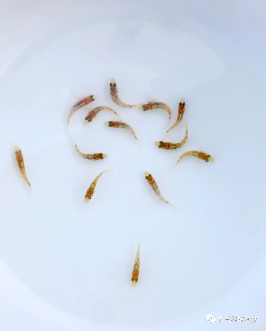 珍珠龙胆石斑鱼苗用鱼初乳种苗料效果探究