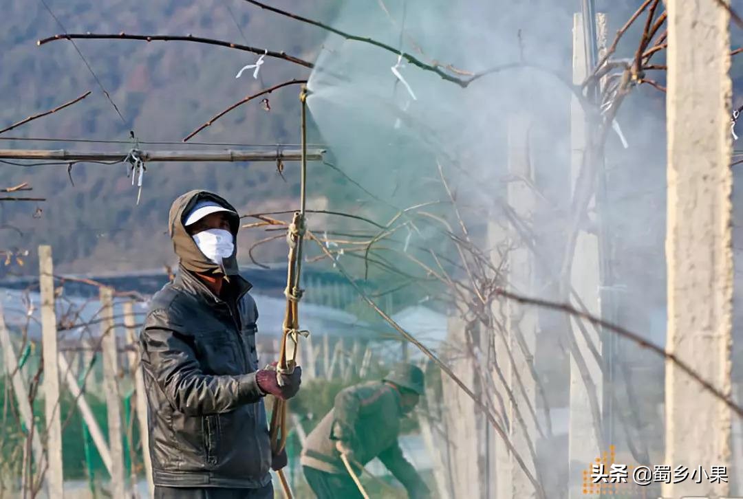 柑橘树干遭到虫害怎么防治,猕猴桃的病害和虫害有哪些