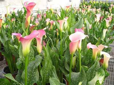 马蹄莲花朵点缀,马蹄莲鲜花造型创意图片