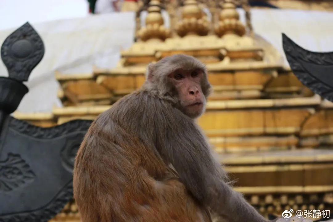 消失6年后,张静初单身生活首曝光!独居大House,与满屋破烂作伴