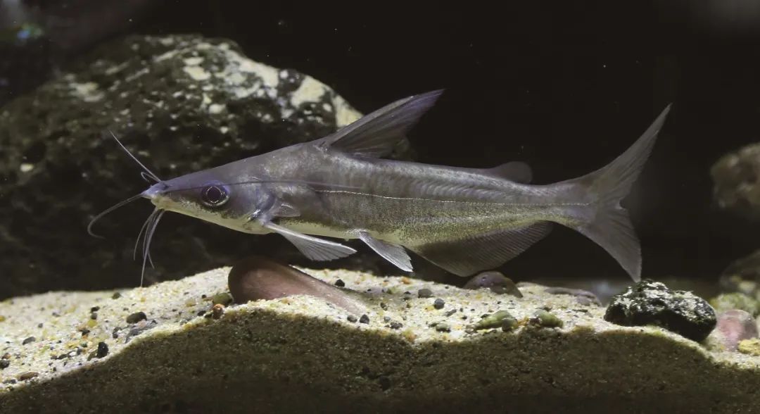 各种淡水鱼你认识吗,淡水鱼的种类你认识几种