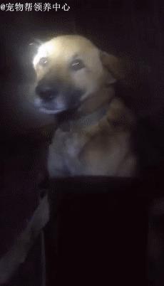 藏獒救主人感人瞬间,救助站救了一只被关多年的藏獒