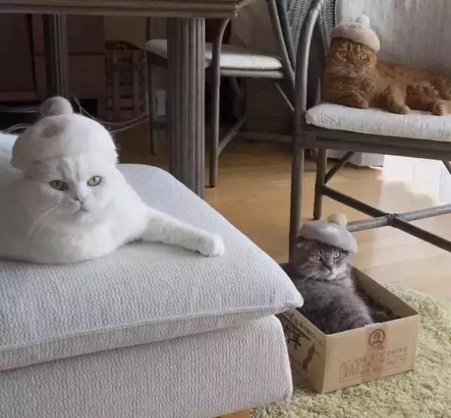 变废为宝绵羊毛衣,变废为宝旧毛衣