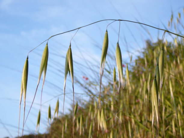 野燕麦，小孩子喜欢拿种子上的麦芒玩