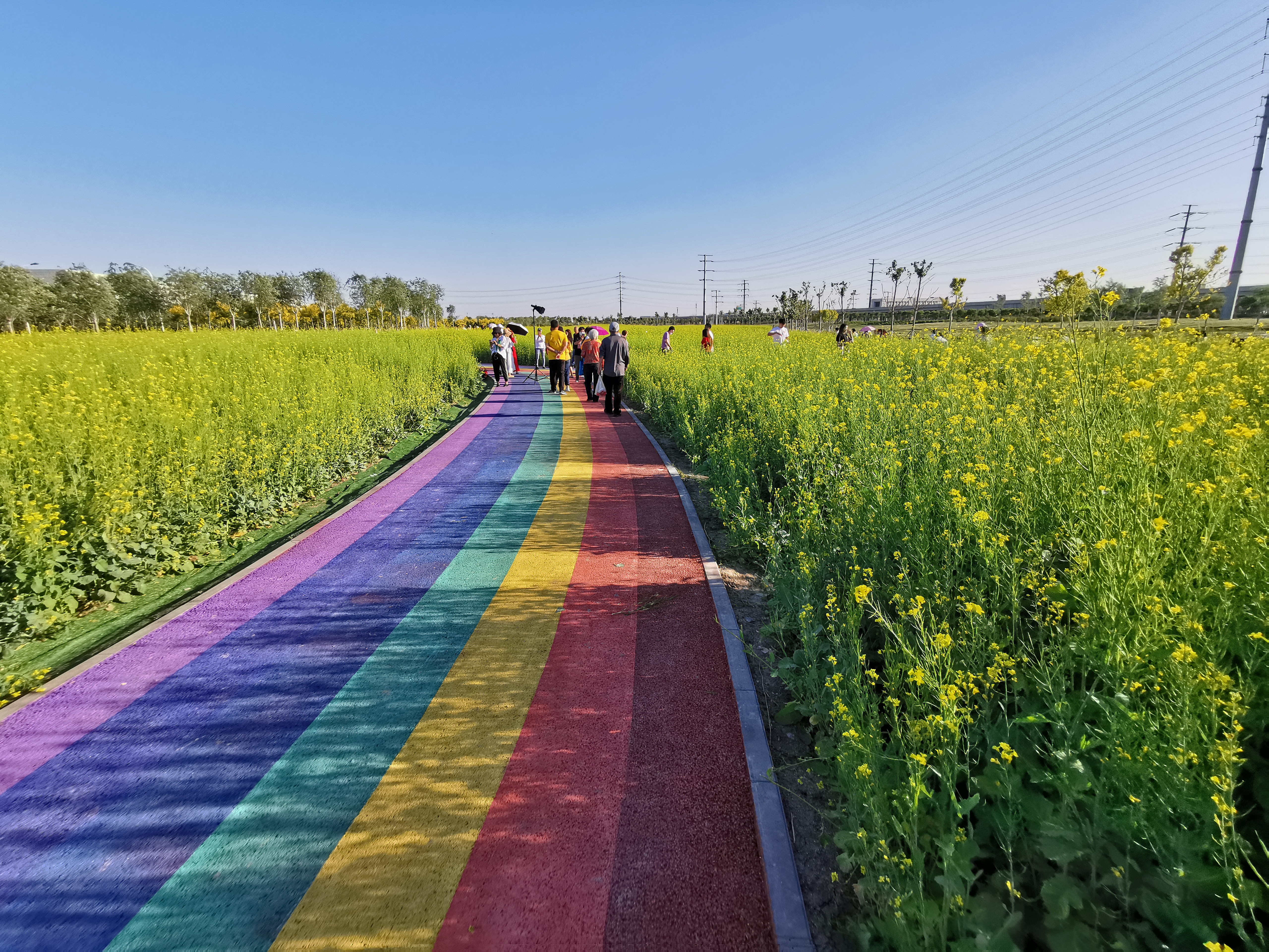天津空港七彩花田清明有油菜花吗,今年空港七彩花田有油菜花吗