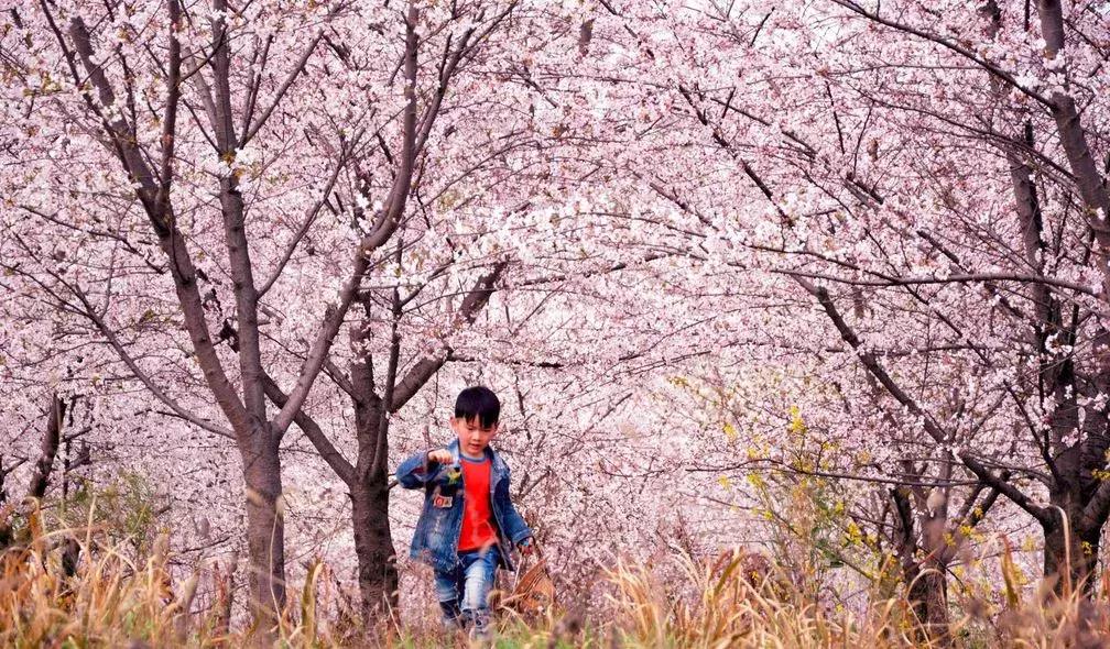 去日本观赏樱花最佳去哪个岛,去日本观赏樱花可能去什么岛